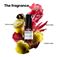 VitSpectrum Serum - 30ml